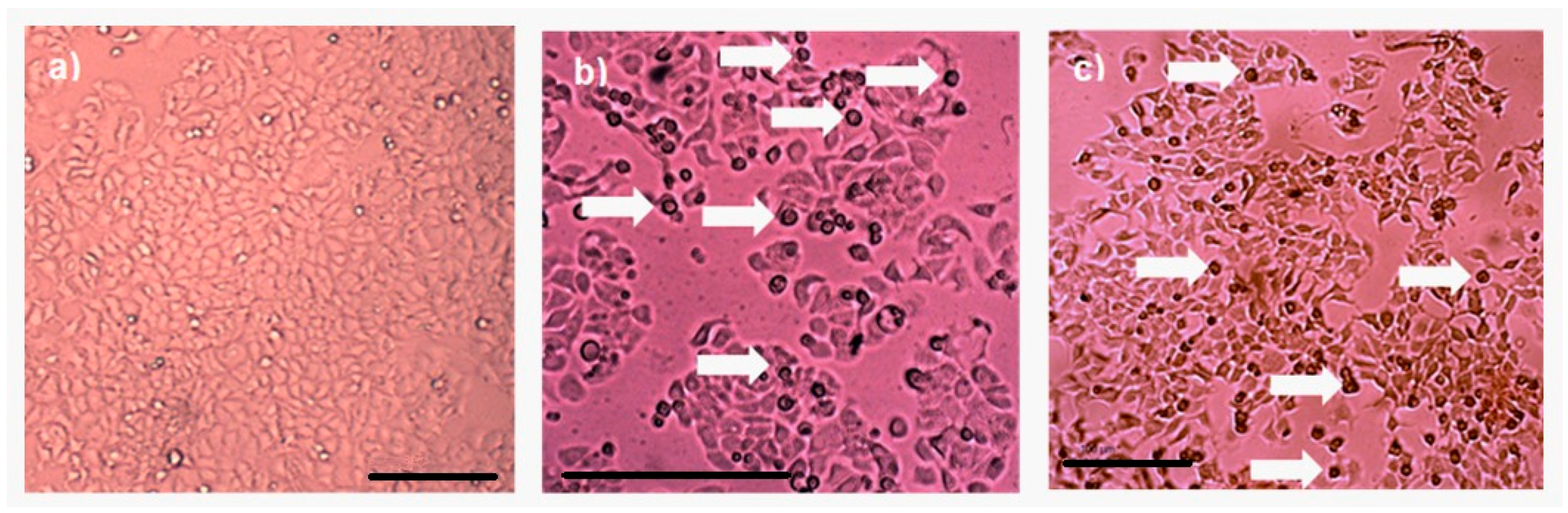 Molecules 31 00475 g009 Molecules 31 00475 g009