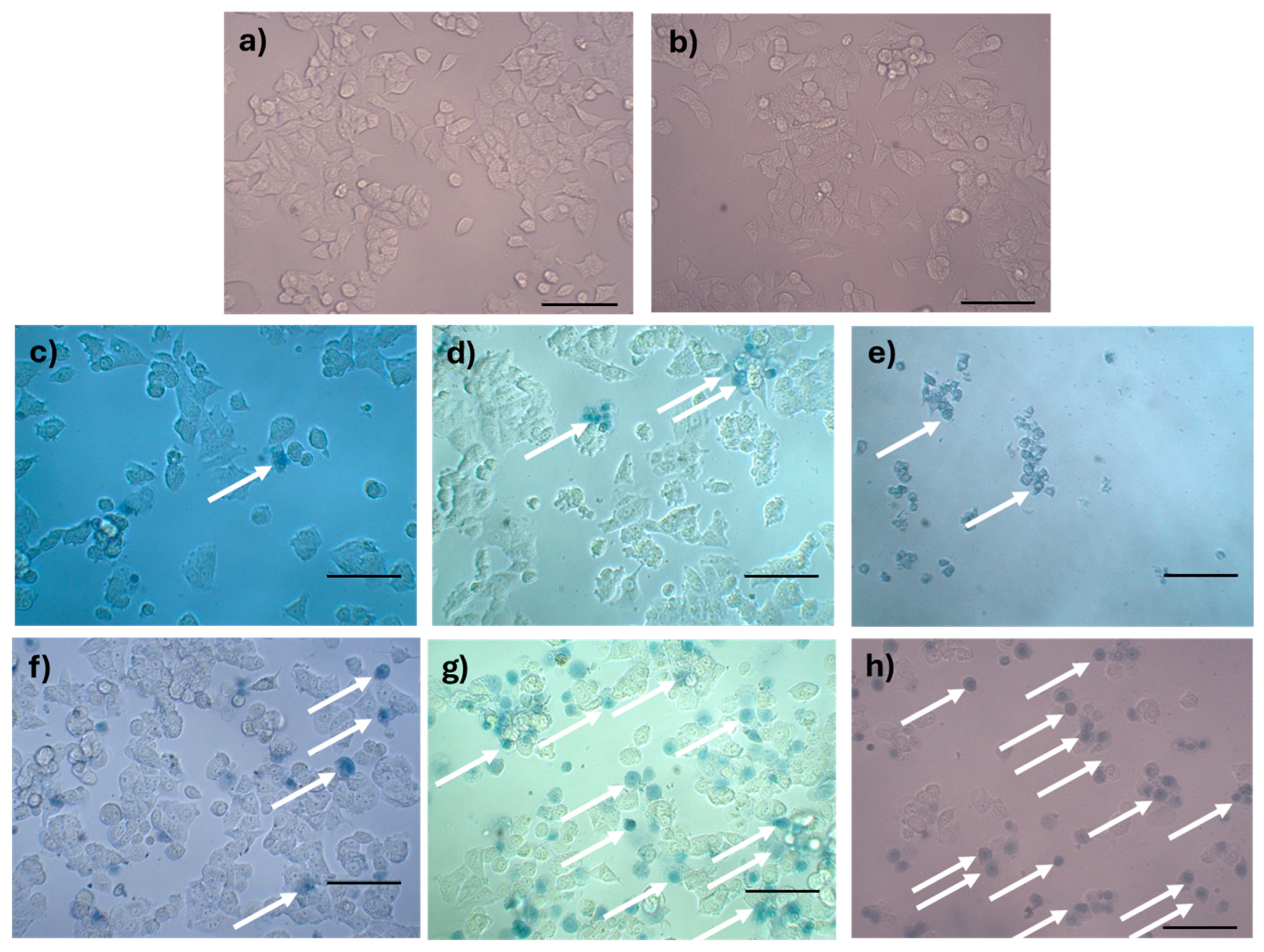 Molecules 31 00475 g011 Molecules 31 00475 g011