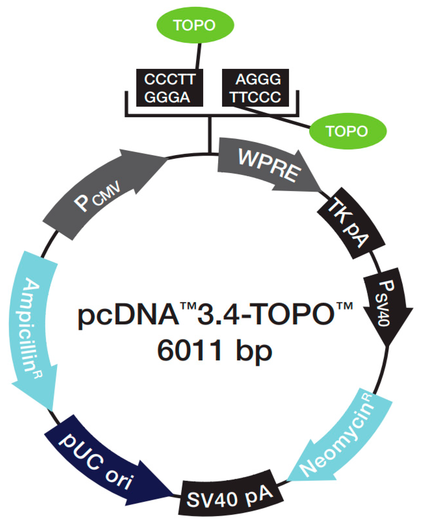 Molecules 31 00572 g008