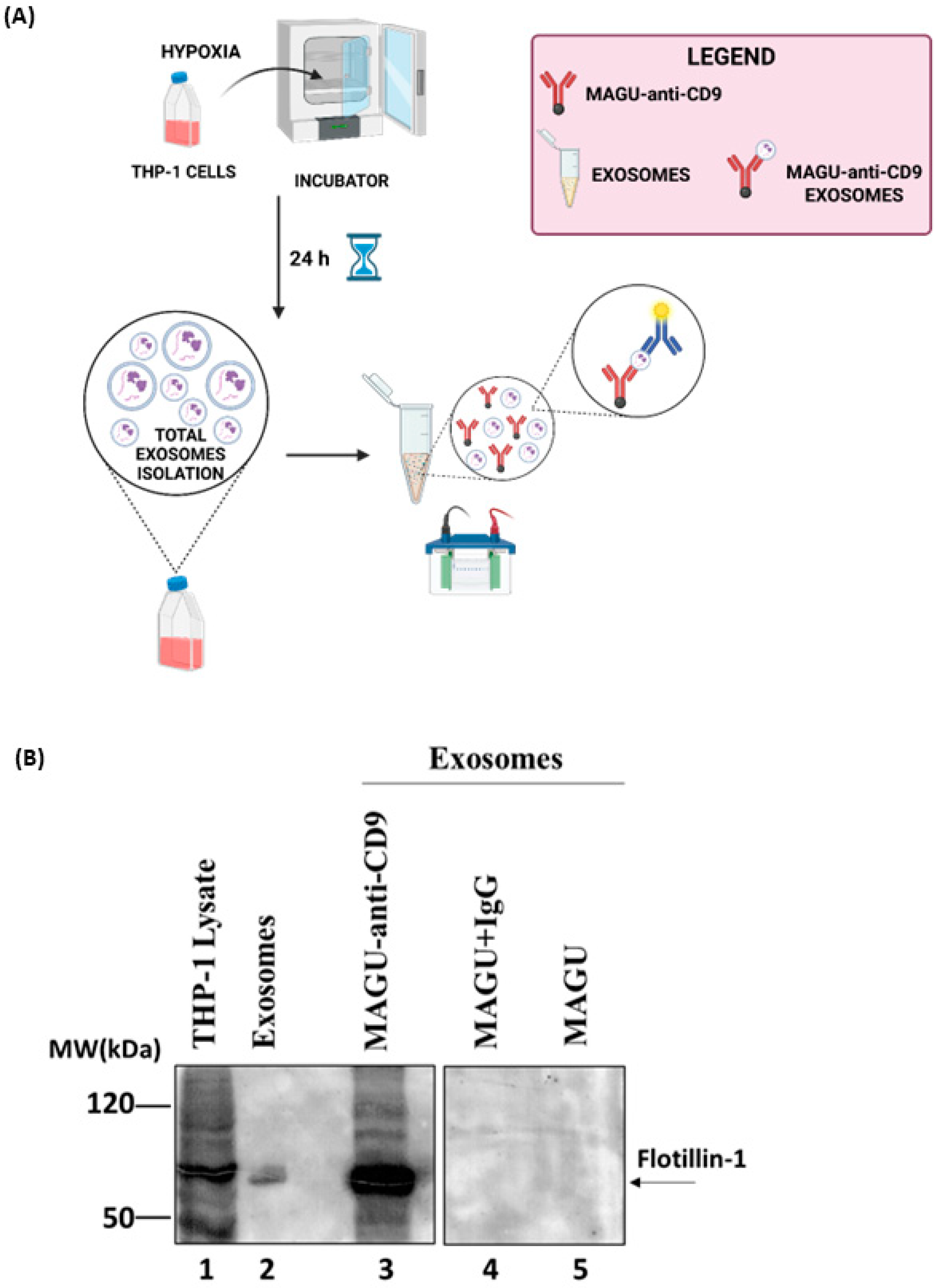 Molecules 31 00612 g004