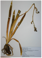 Molecules 31 00643 i001