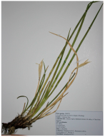 Molecules 31 00643 i002