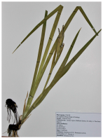 Molecules 31 00643 i003