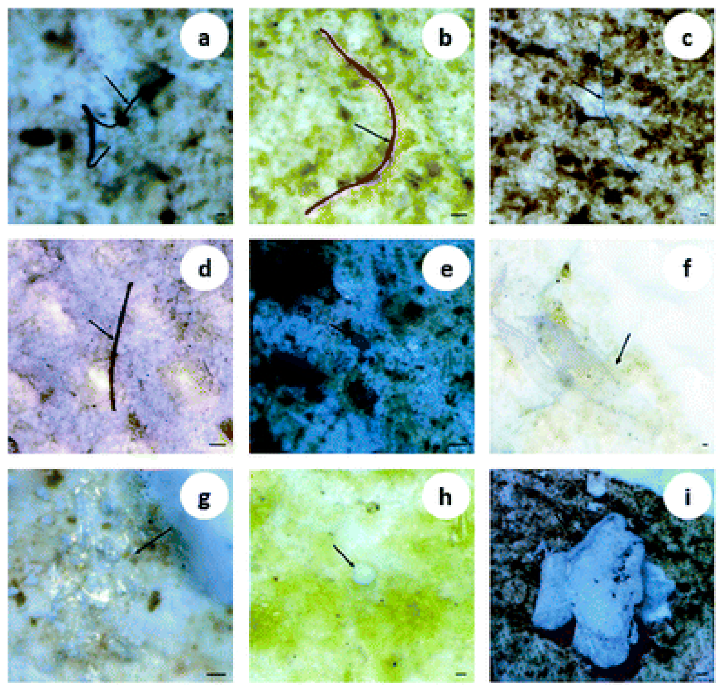 Molecules 31 00798 g001