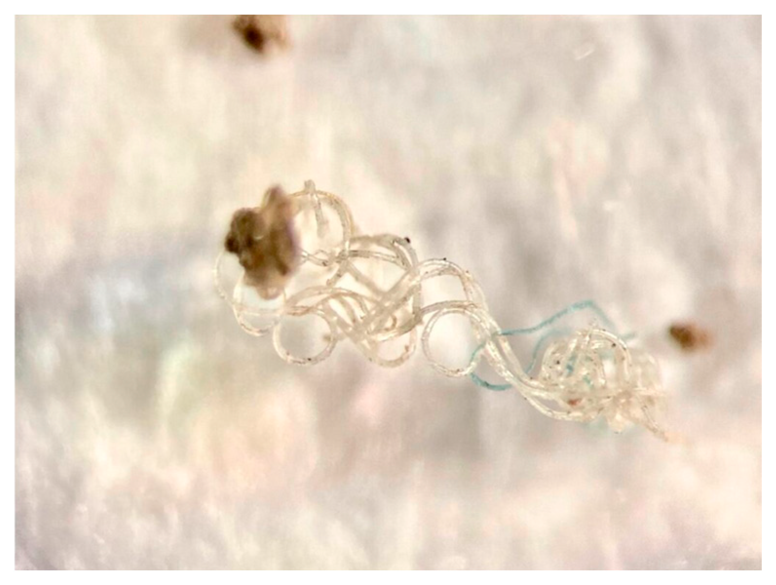 Molecules 31 00798 g003