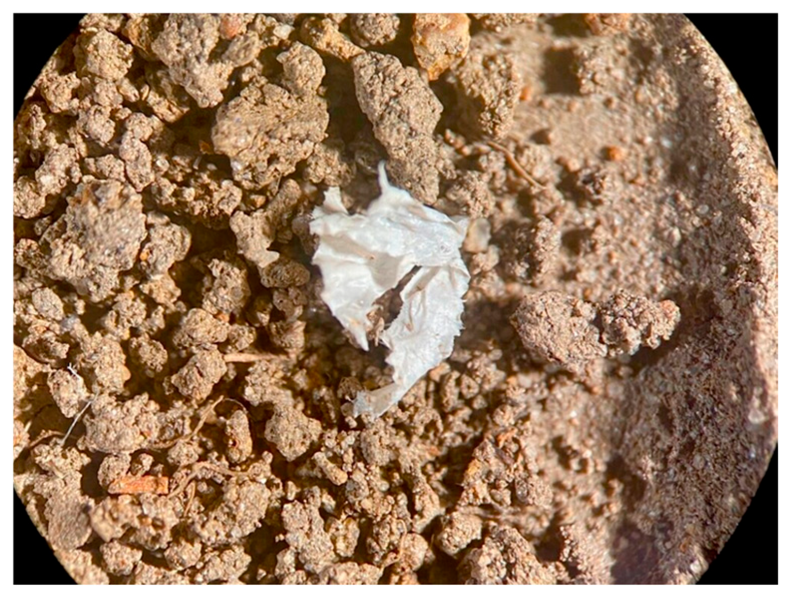 Molecules 31 00798 g004