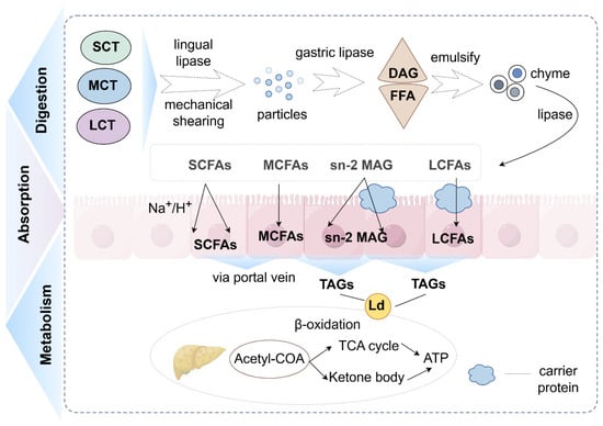 Molecules 31 00841 g001