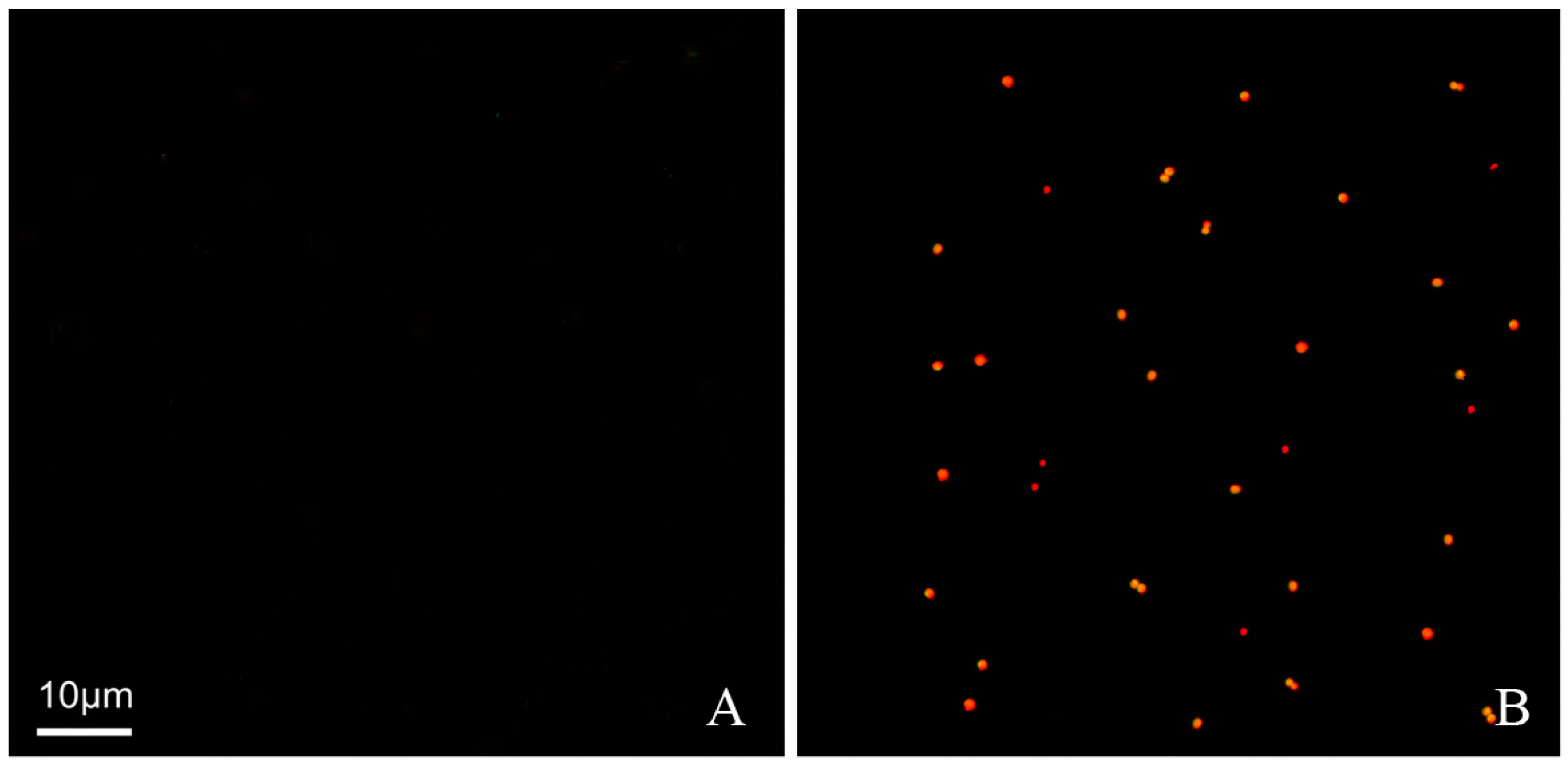 Molecules 31 01002 g003 Molecules 31 01002 g003