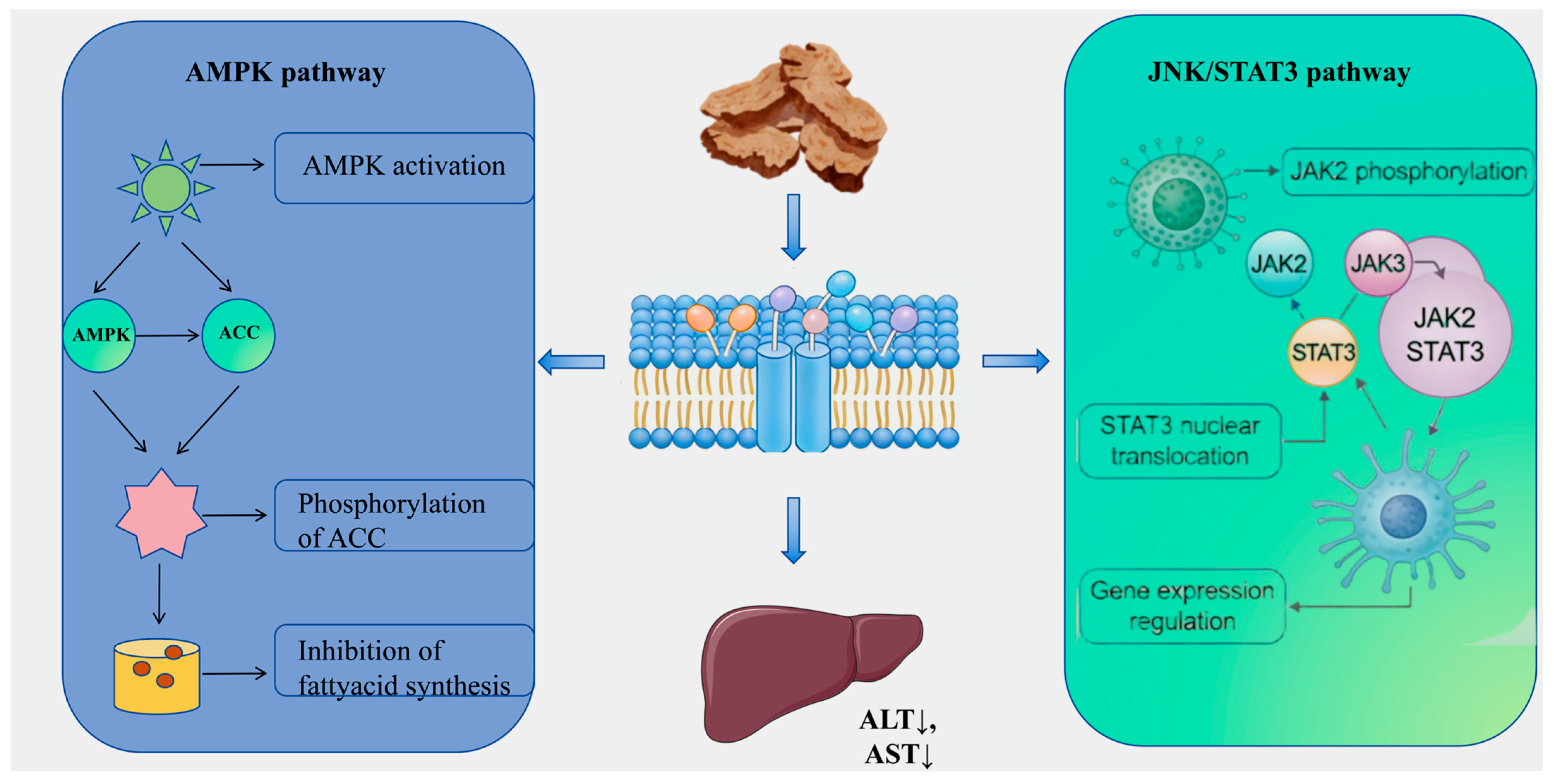 Molecules 31 01015 g007
