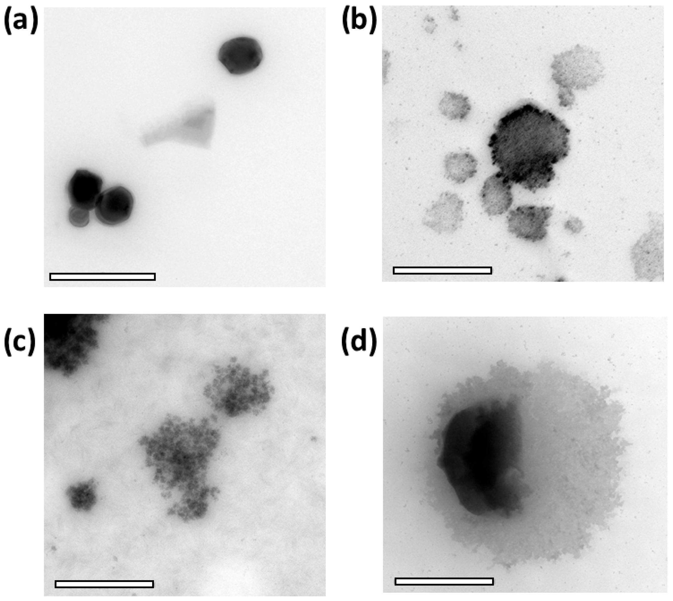 Molecules 31 01028 g005