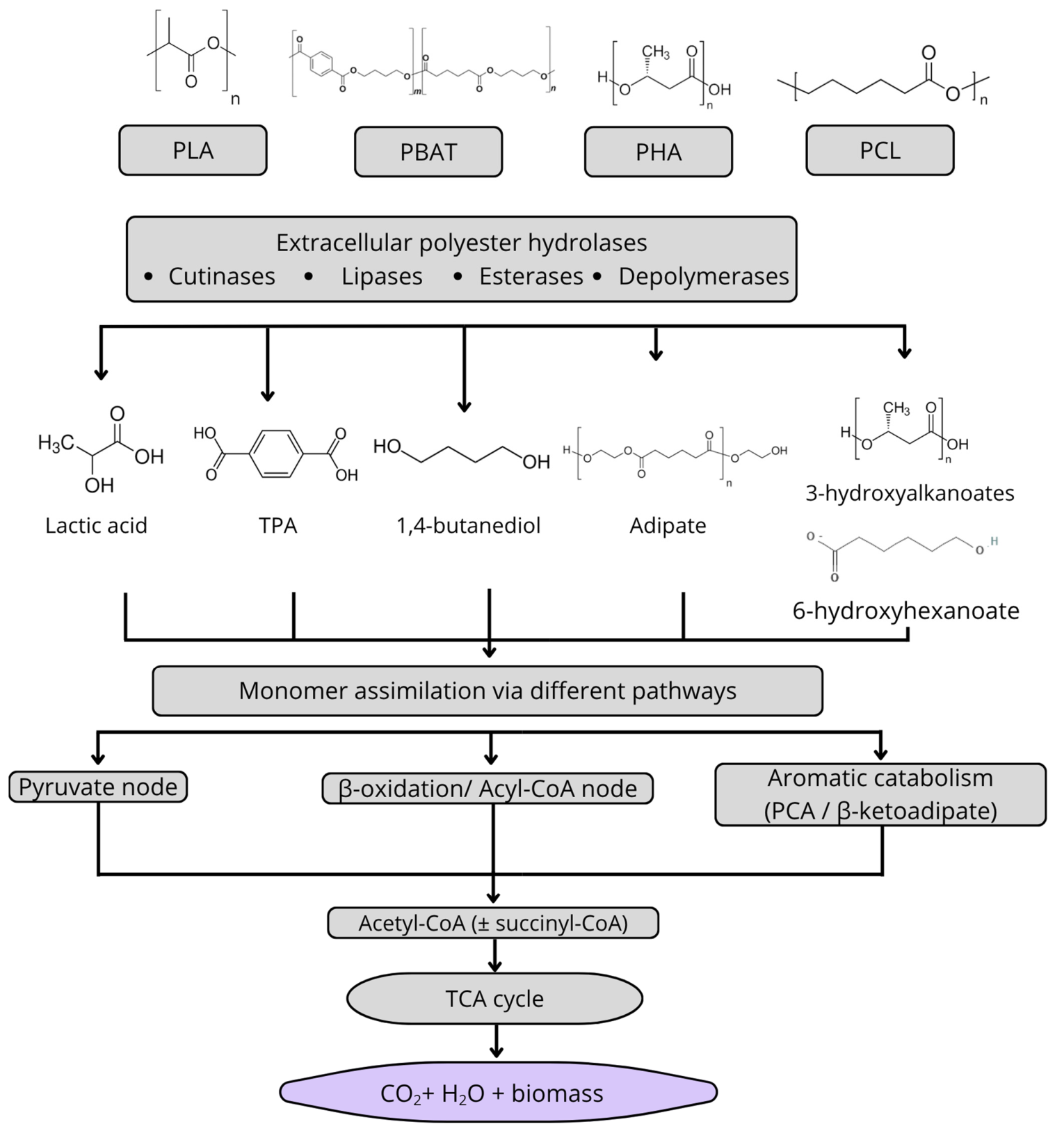 Molecules 31 01638 g006 Molecules 31 01638 g006