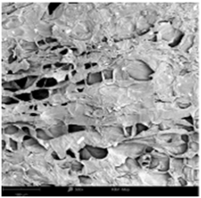 Molecules 31 01789 i017 Molecules 31 01789 i017