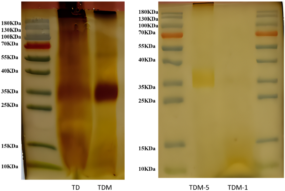 Molecules 31 01990 g003 Molecules 31 01990 g003