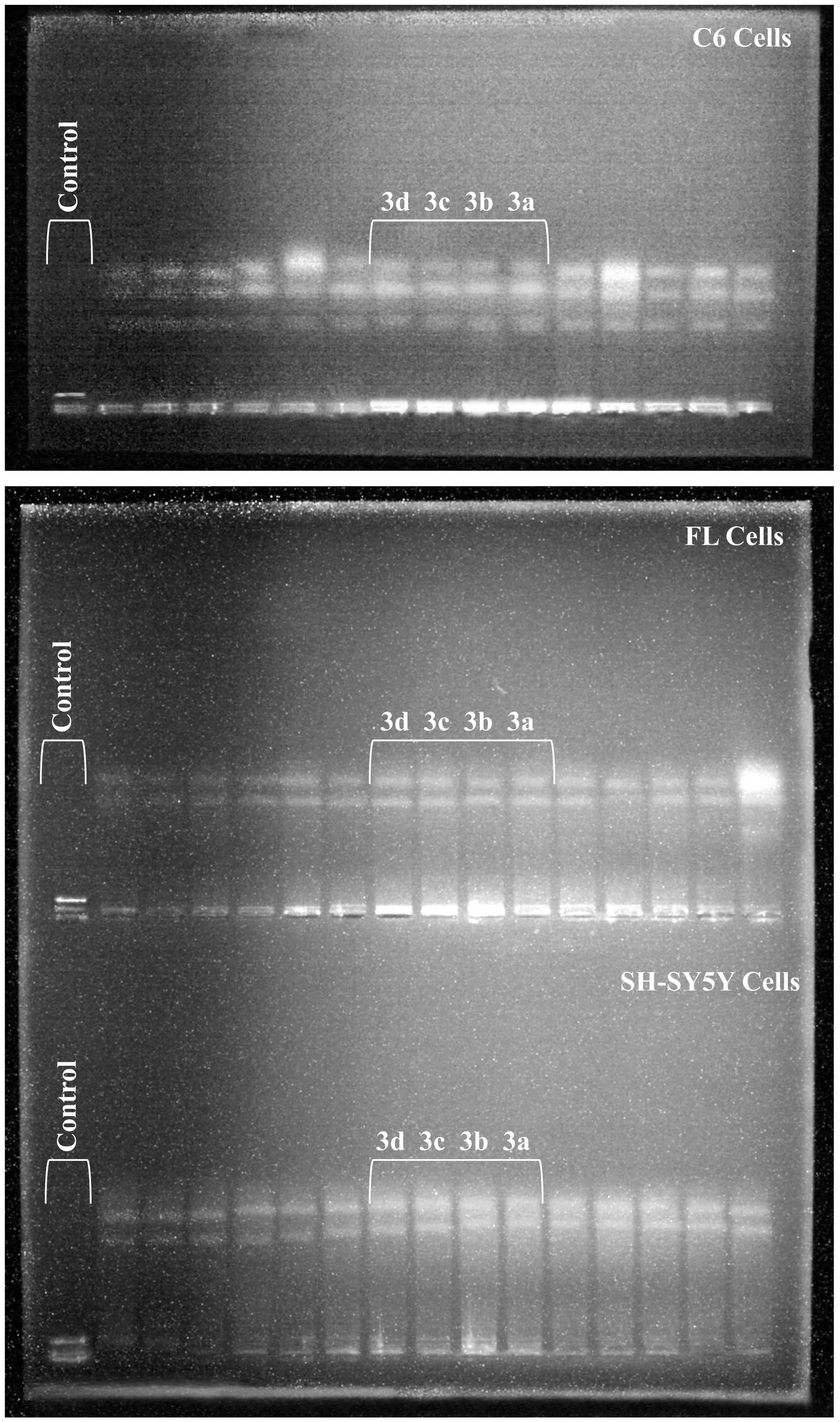 Molecules 31 02281 g005