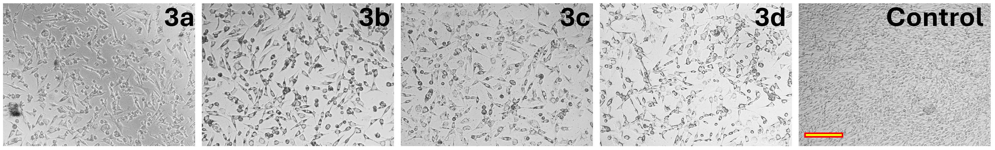 Molecules 31 02281 g009