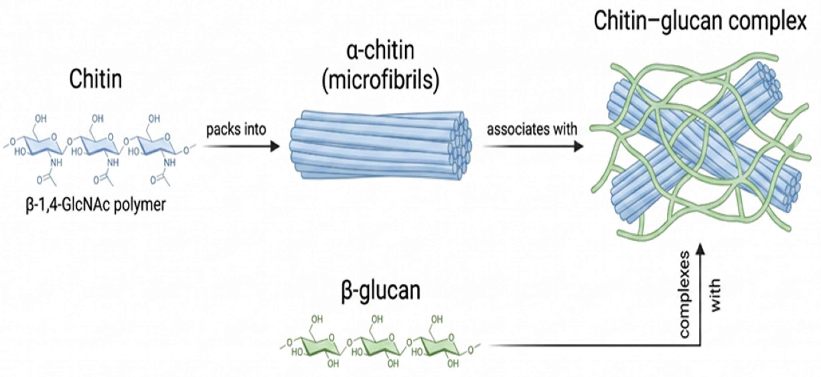 Molecules 31 02481 g006 Molecules 31 02481 g006