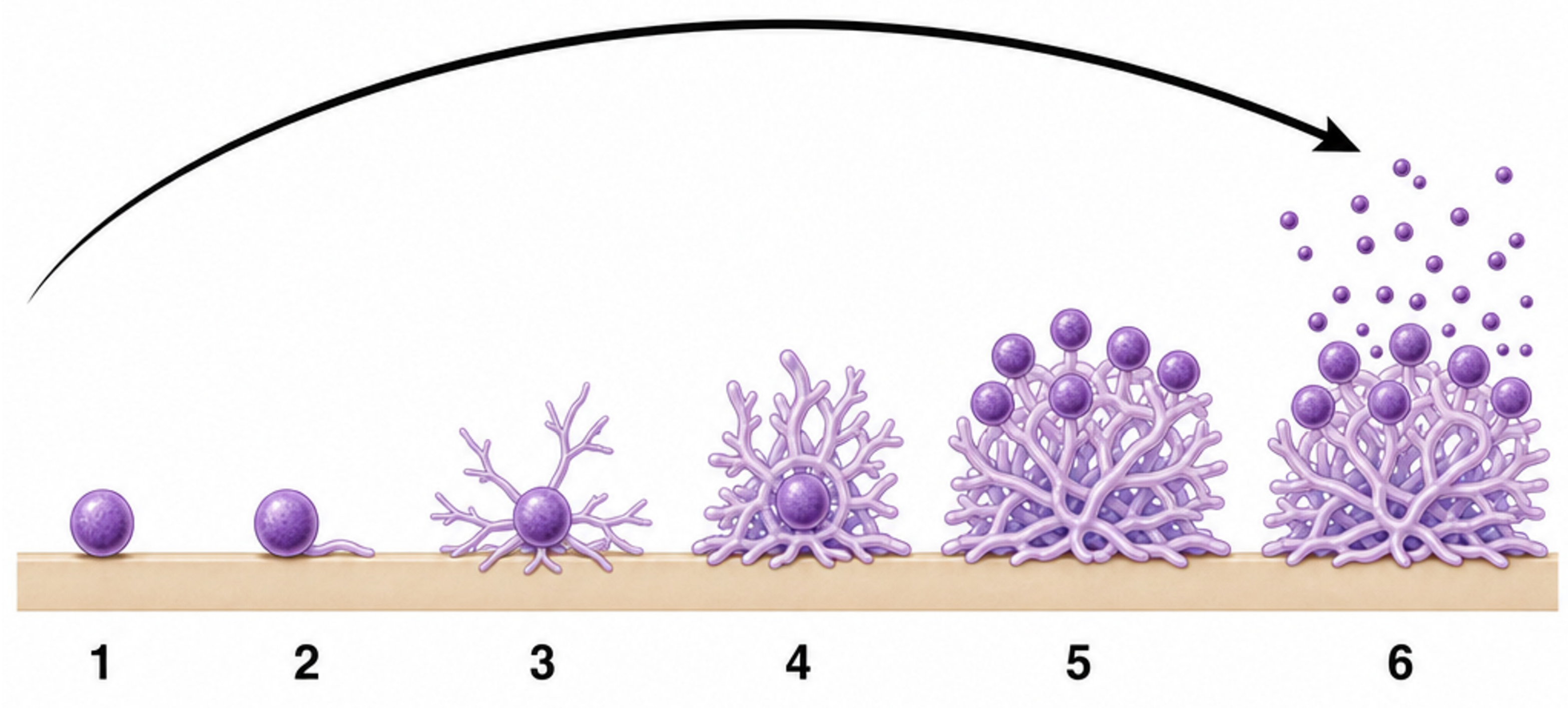 Molecules 31 02481 g009 Molecules 31 02481 g009