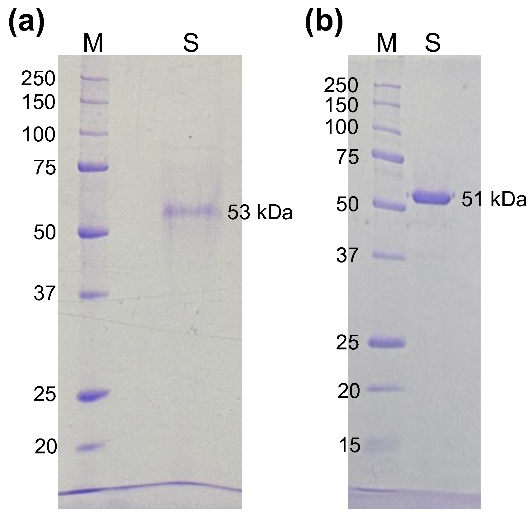 Molecules 31 02615 g001 Molecules 31 02615 g001