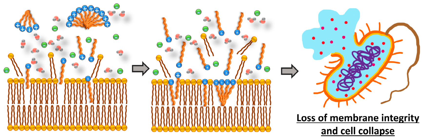 Molecules 31 02619 g004 Molecules 31 02619 g004