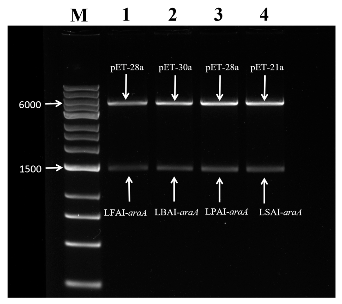 Molecules 31 02756 g001