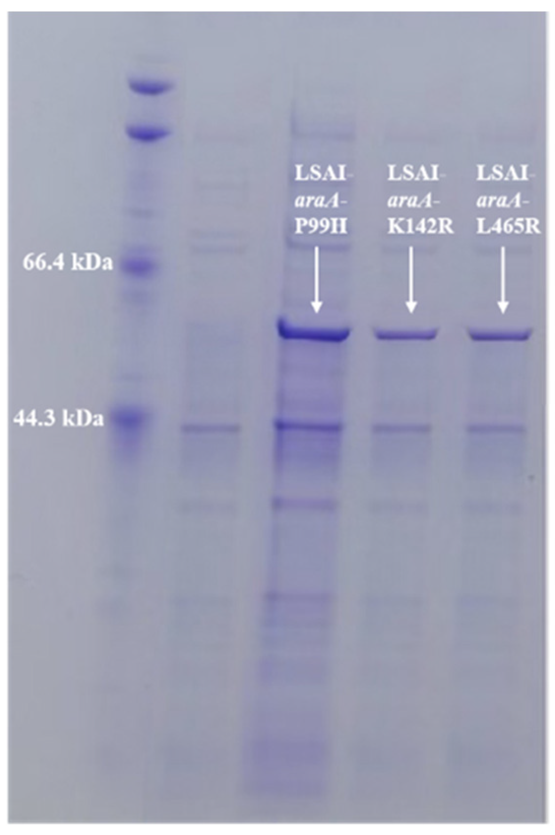 Molecules 31 02756 g008