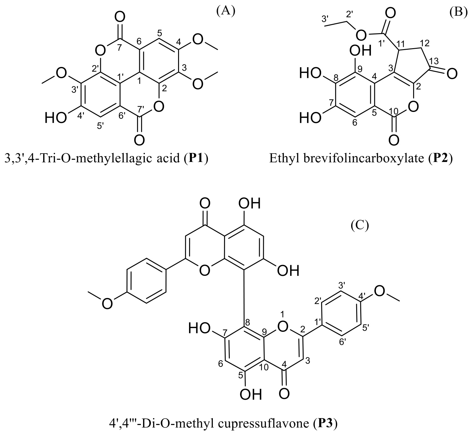 Molecules 31 02835 g002