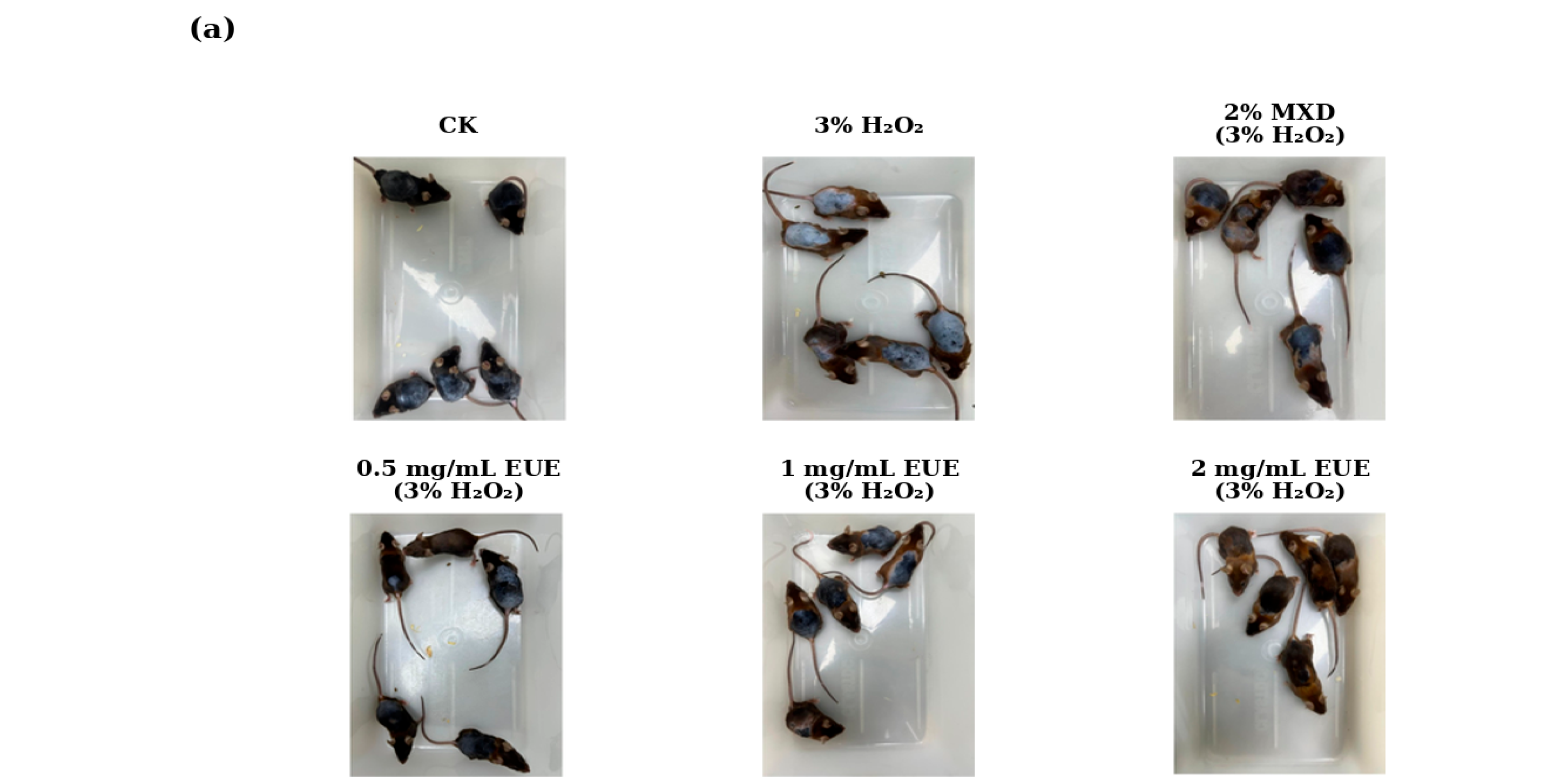 Molecules 31 02863 g005a Molecules 31 02863 g005a