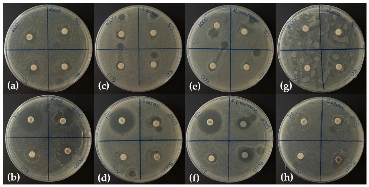 Molecules 31 03300 g013