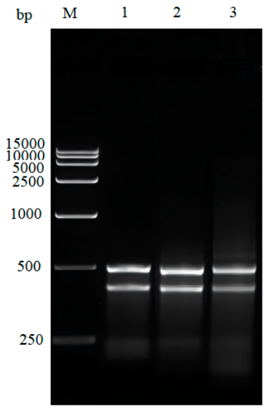 Molecules 31 03670 g001 Molecules 31 03670 g001