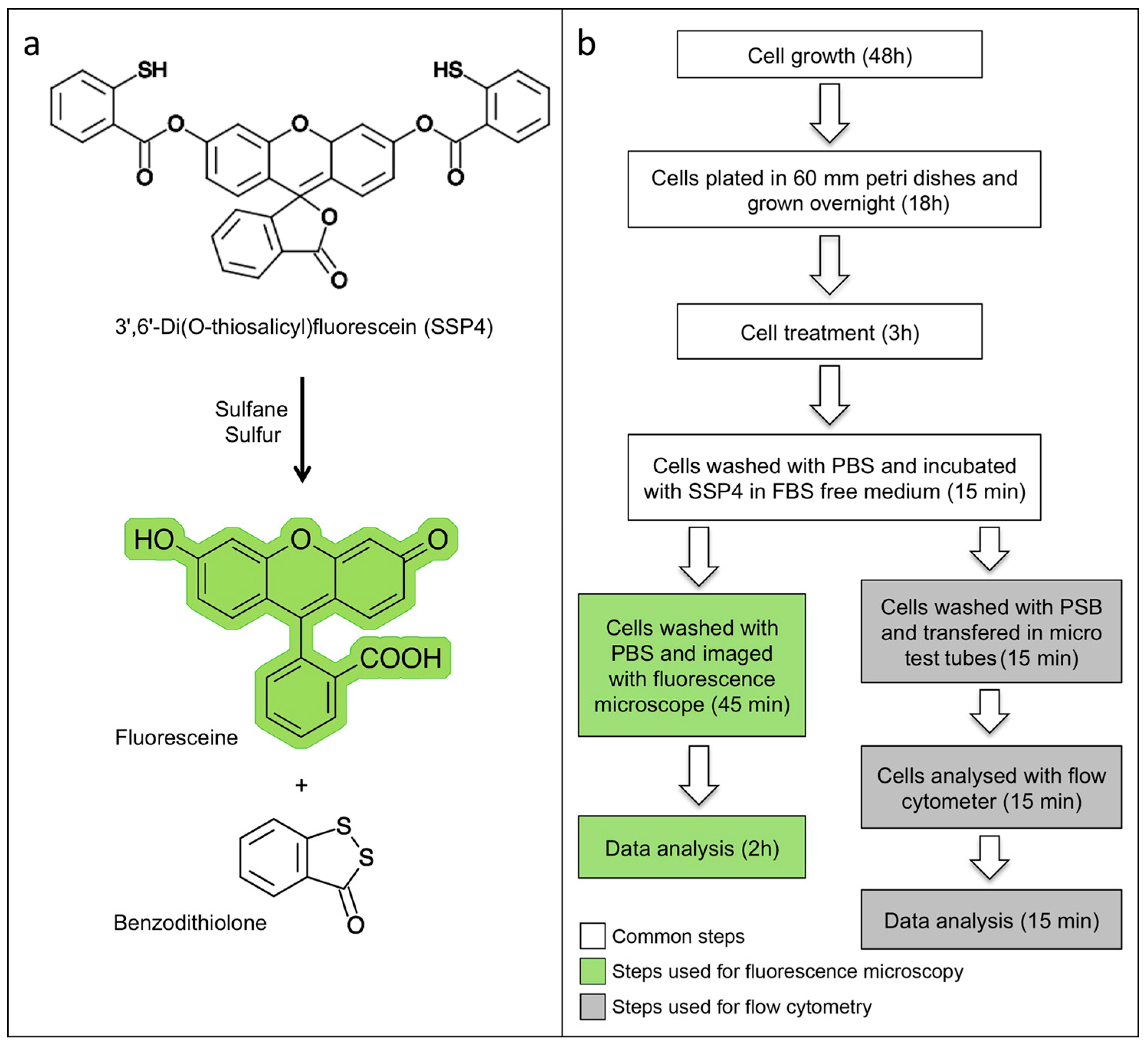 Mps 02 00013 g002 Mps 02 00013 g002