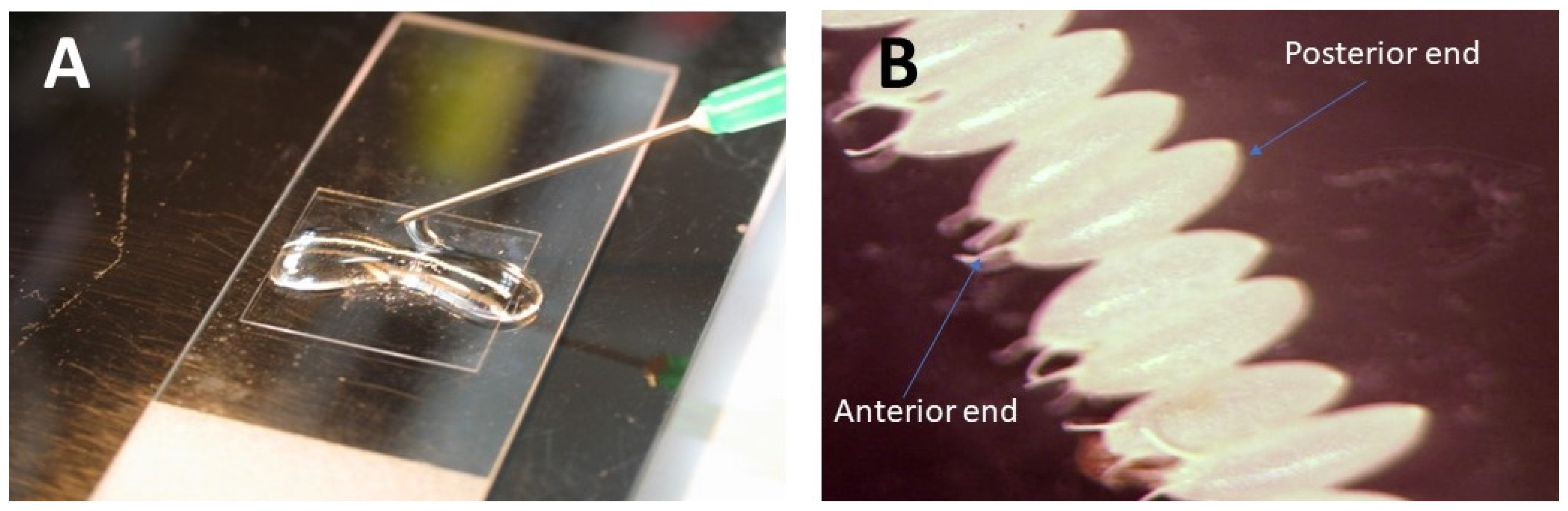 Mps 03 00031 g004 Mps 03 00031 g004
