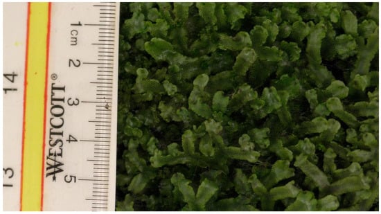 Mps 05 00056 g0a5 550