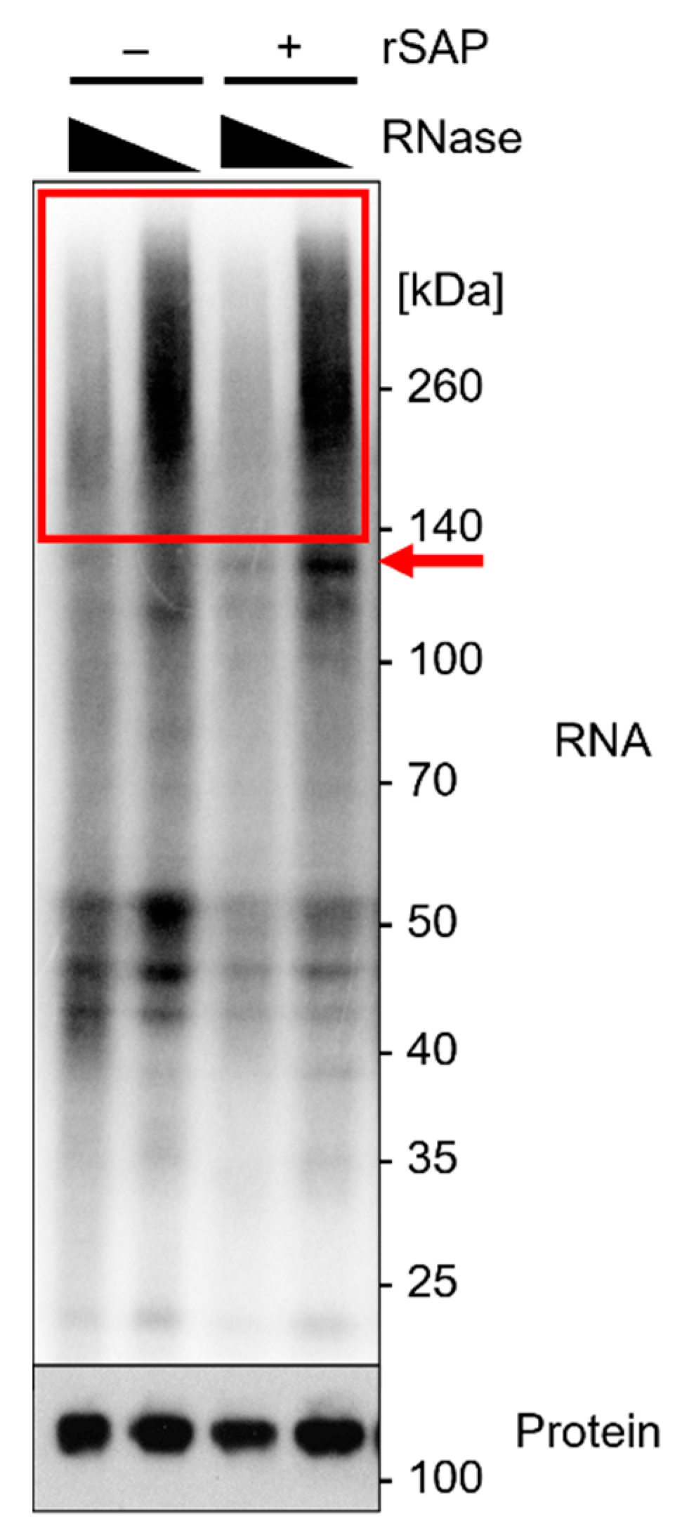 Mps 05 00096 g005 Mps 05 00096 g005