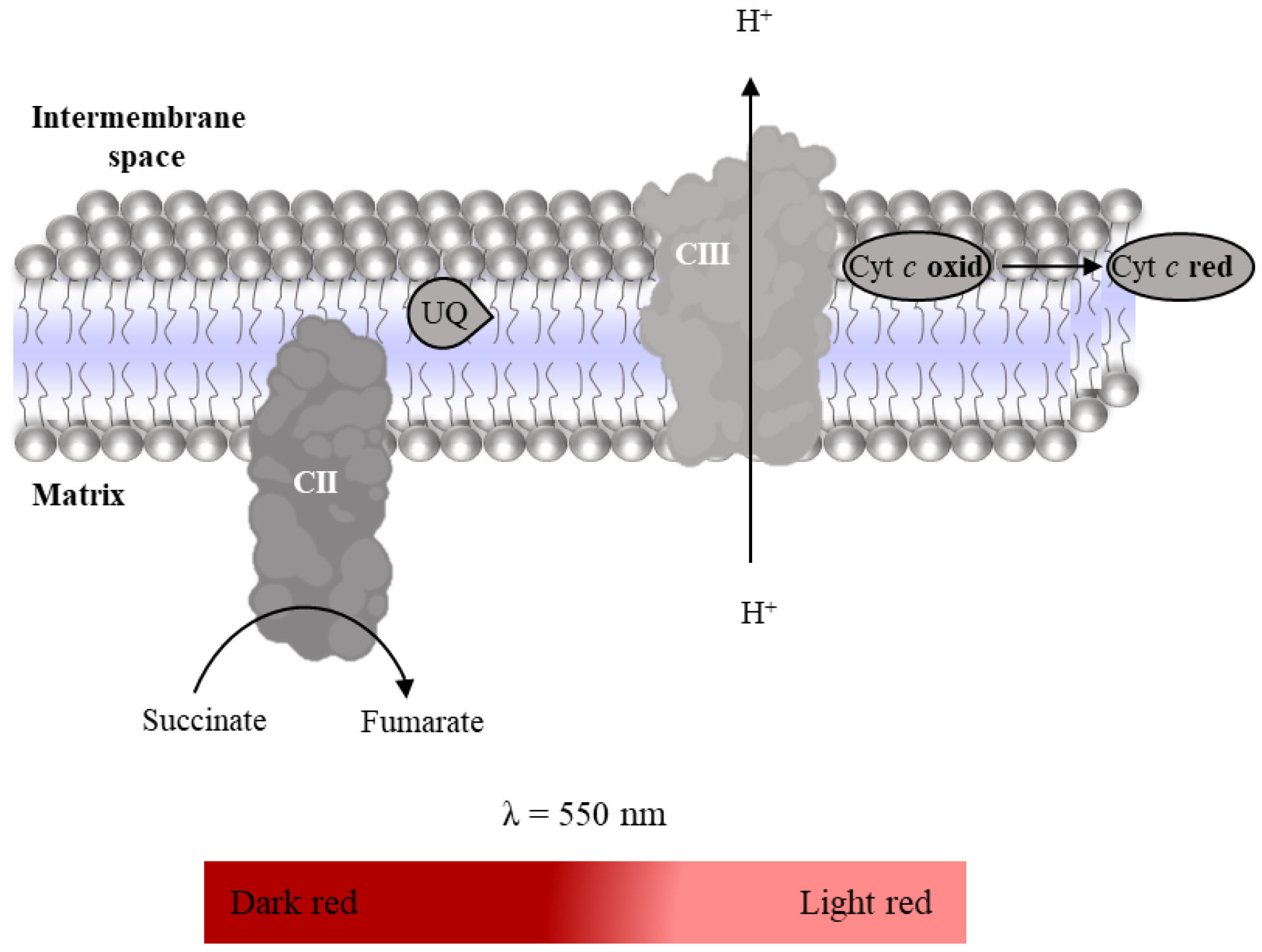 Mps 06 00032 g011 Mps 06 00032 g011