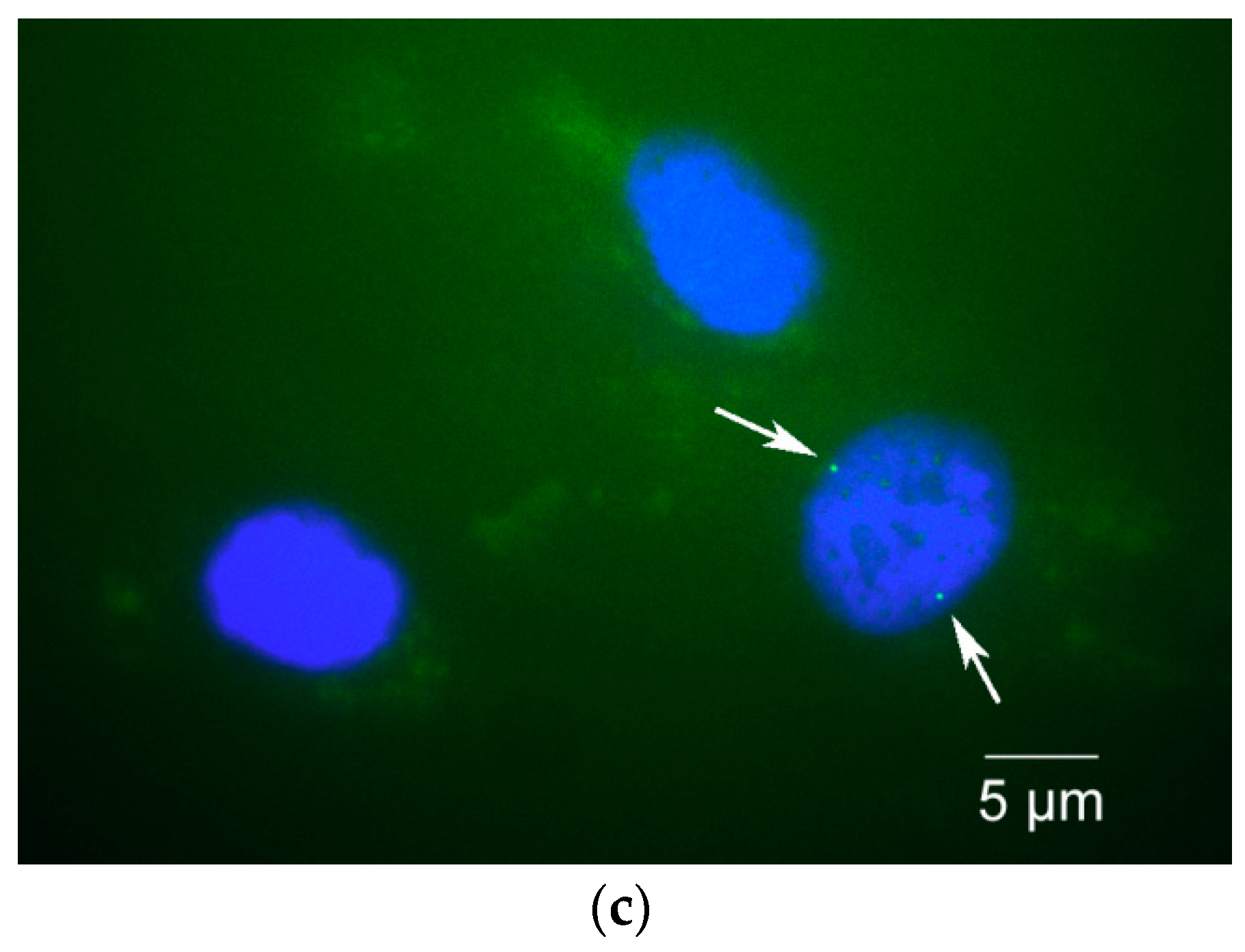 Mps 07 00009 g003b Mps 07 00009 g003b