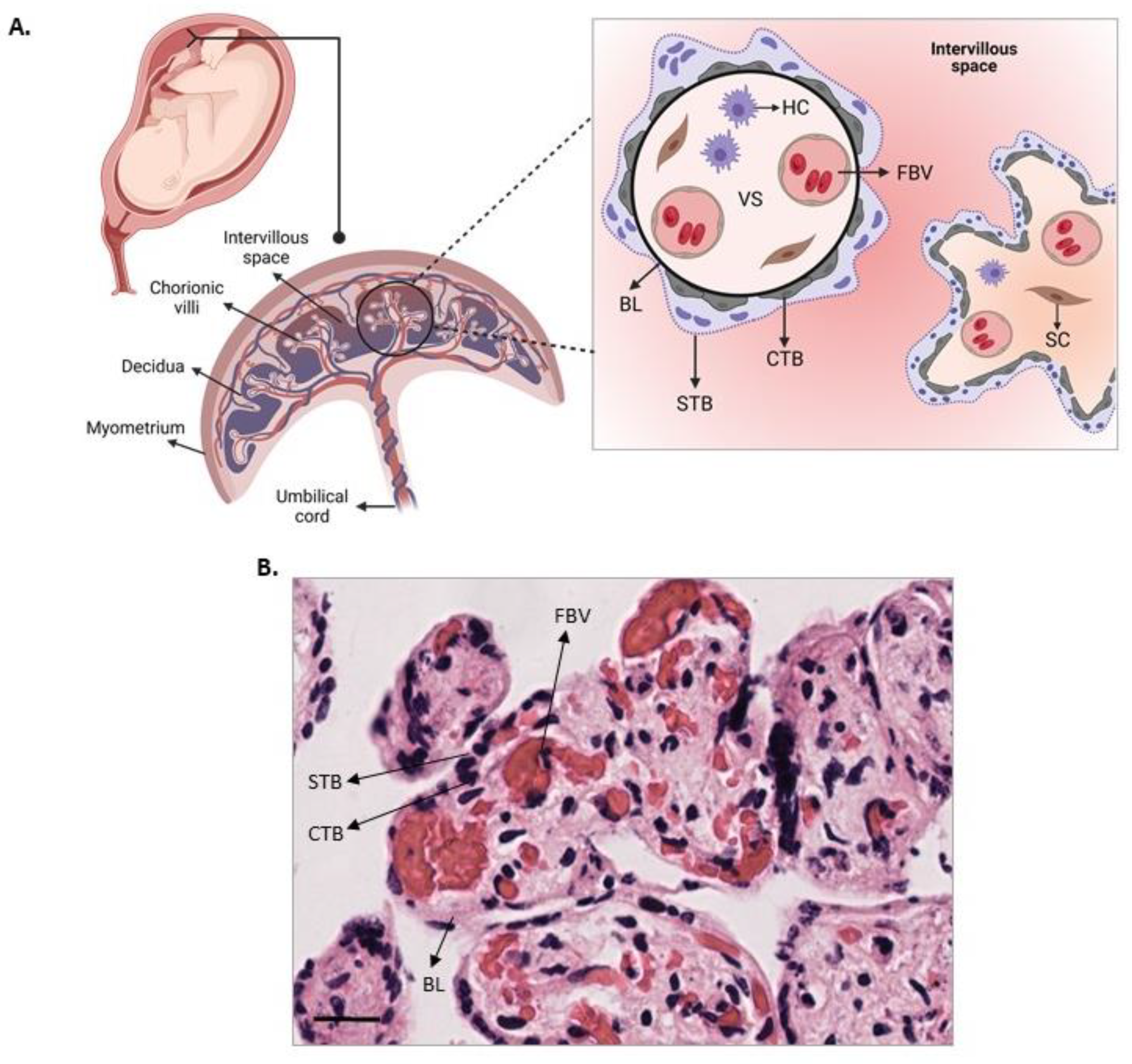 Mps 07 00016 g001 Mps 07 00016 g001