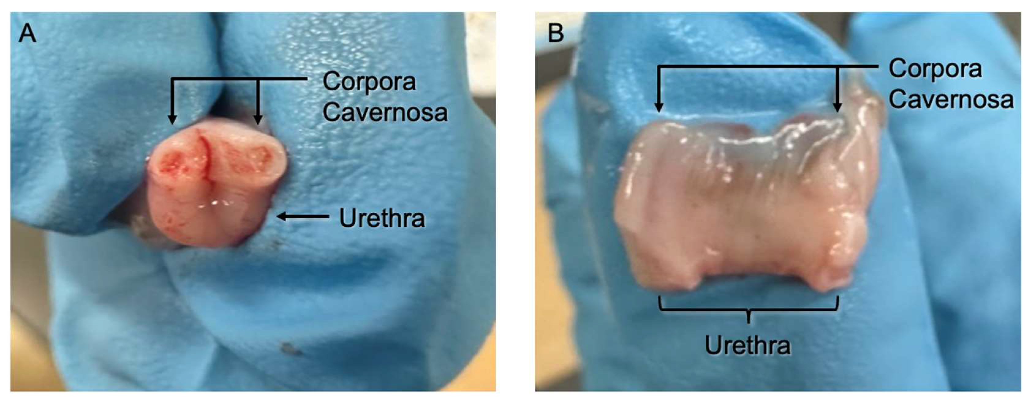 Mps 08 00096 g002 Mps 08 00096 g002