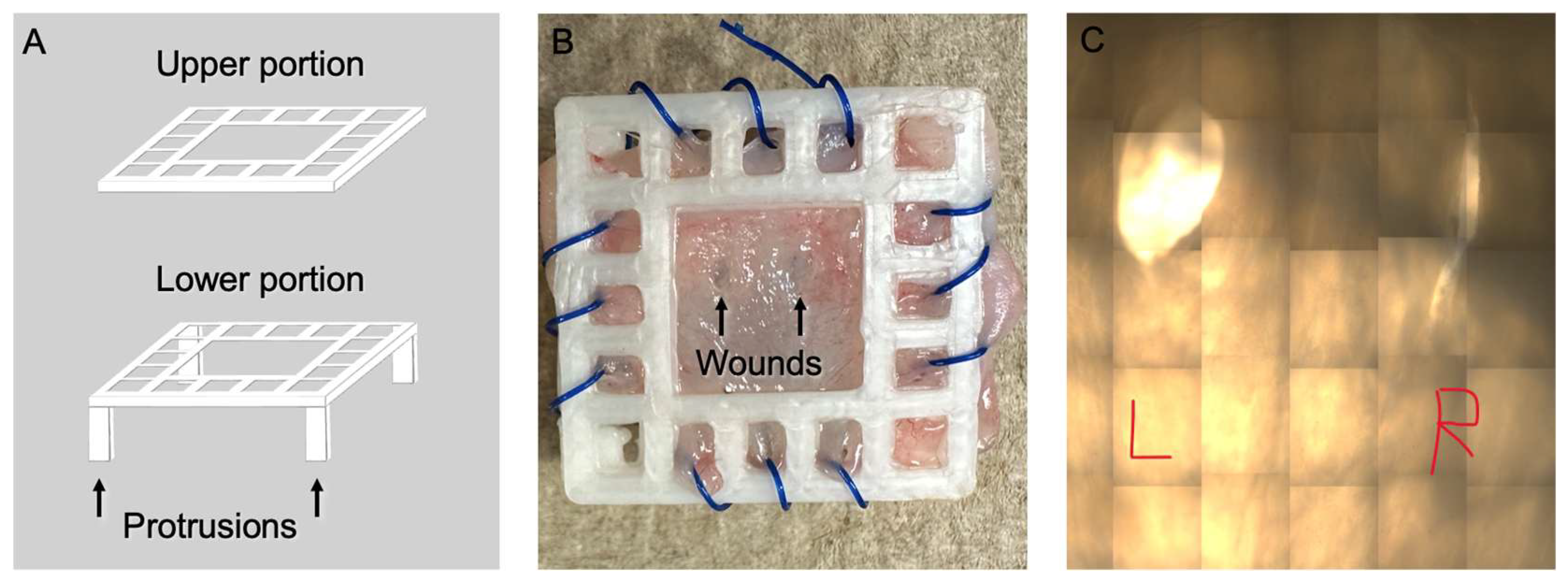 Mps 08 00096 g003 Mps 08 00096 g003