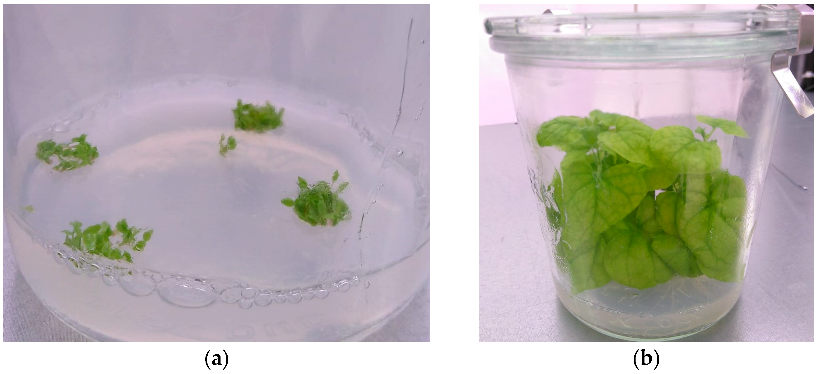 Mps 08 00107 g005 Mps 08 00107 g005