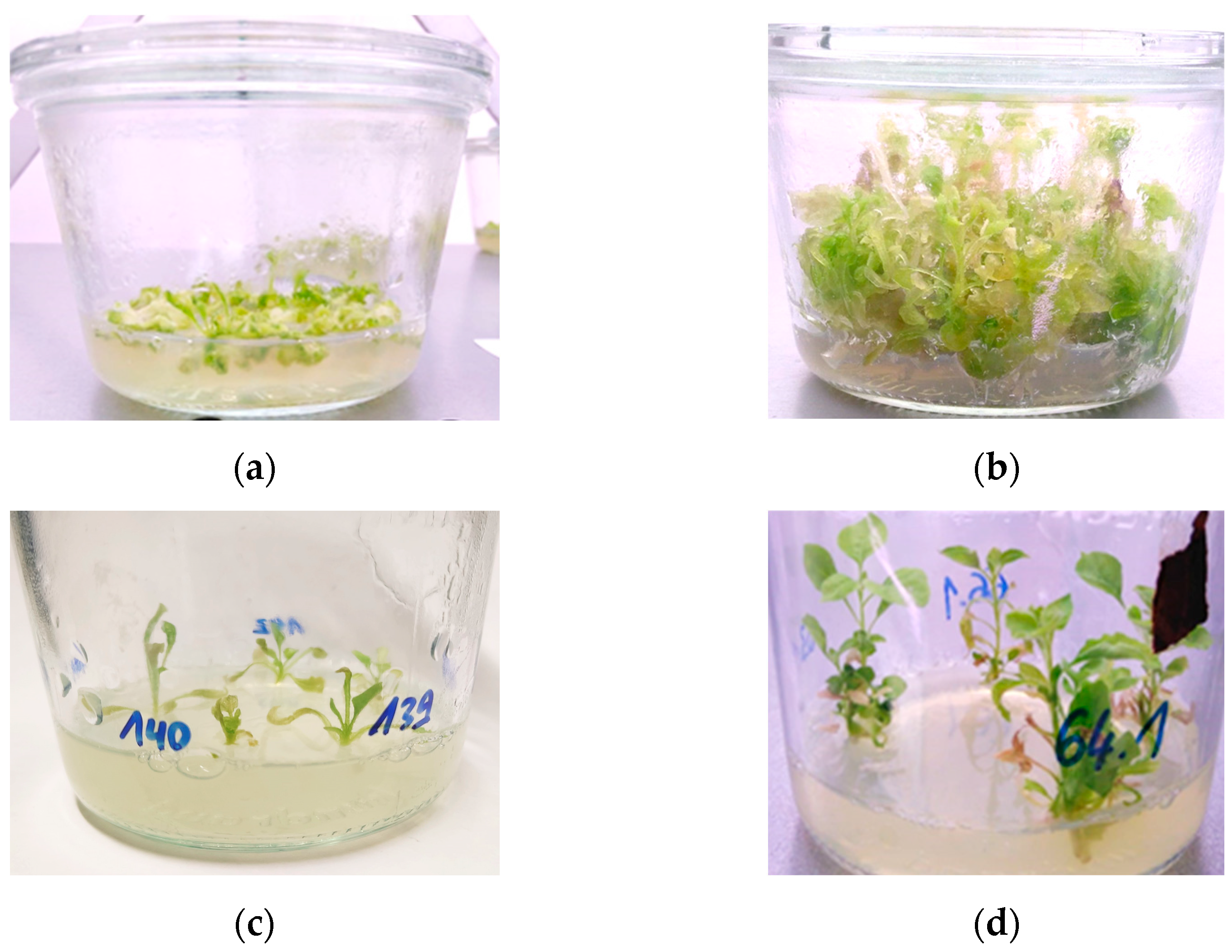 Mps 08 00107 g006 Mps 08 00107 g006