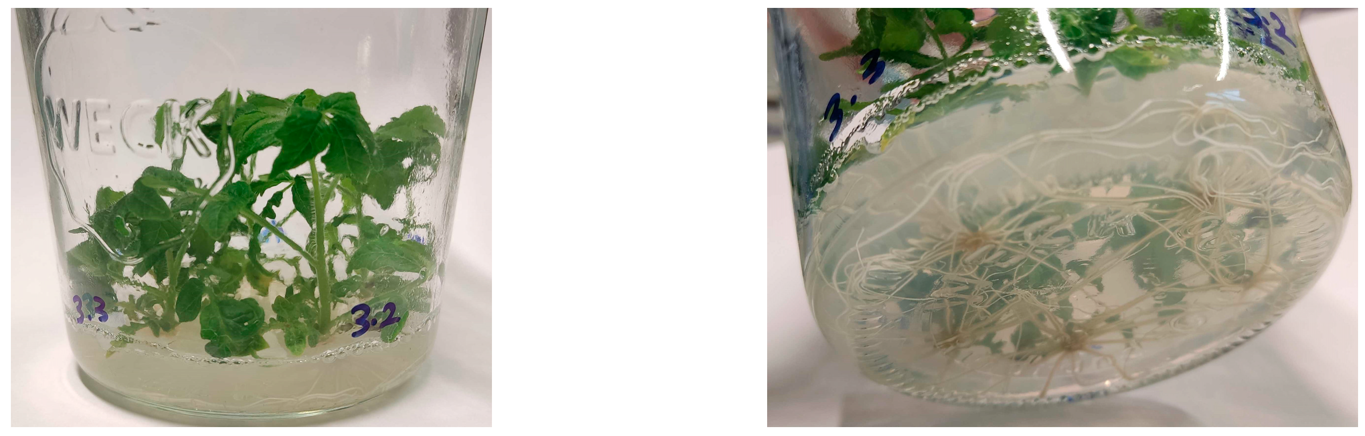 Mps 08 00107 g0a3 Mps 08 00107 g0a3