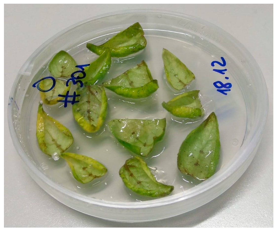 Mps 08 00107 g0a4 Mps 08 00107 g0a4