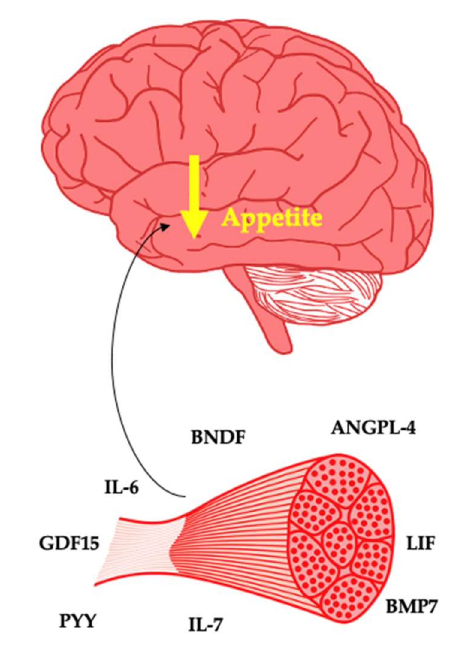 Muscles 01 00003 g001