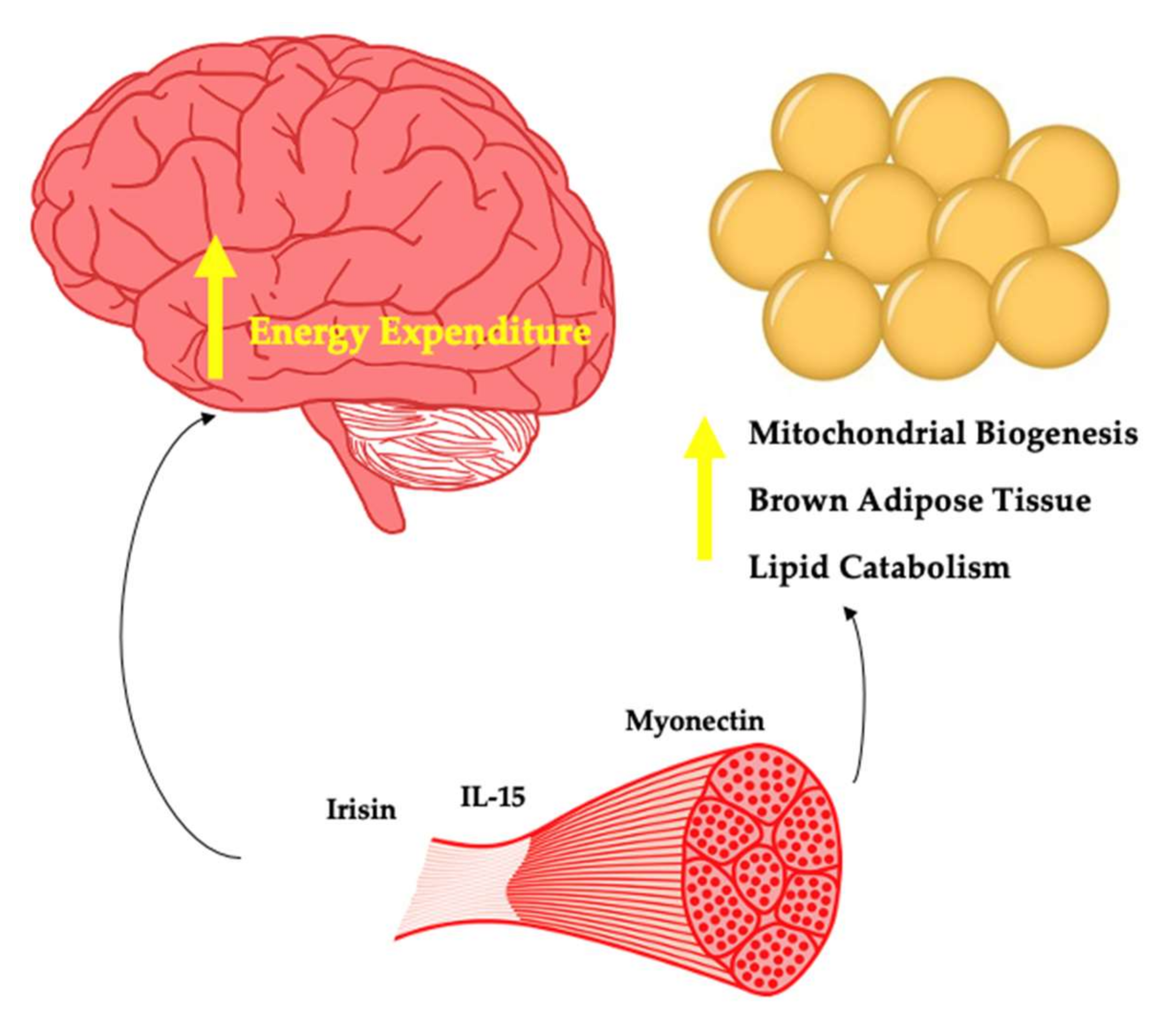 Muscles 01 00003 g002