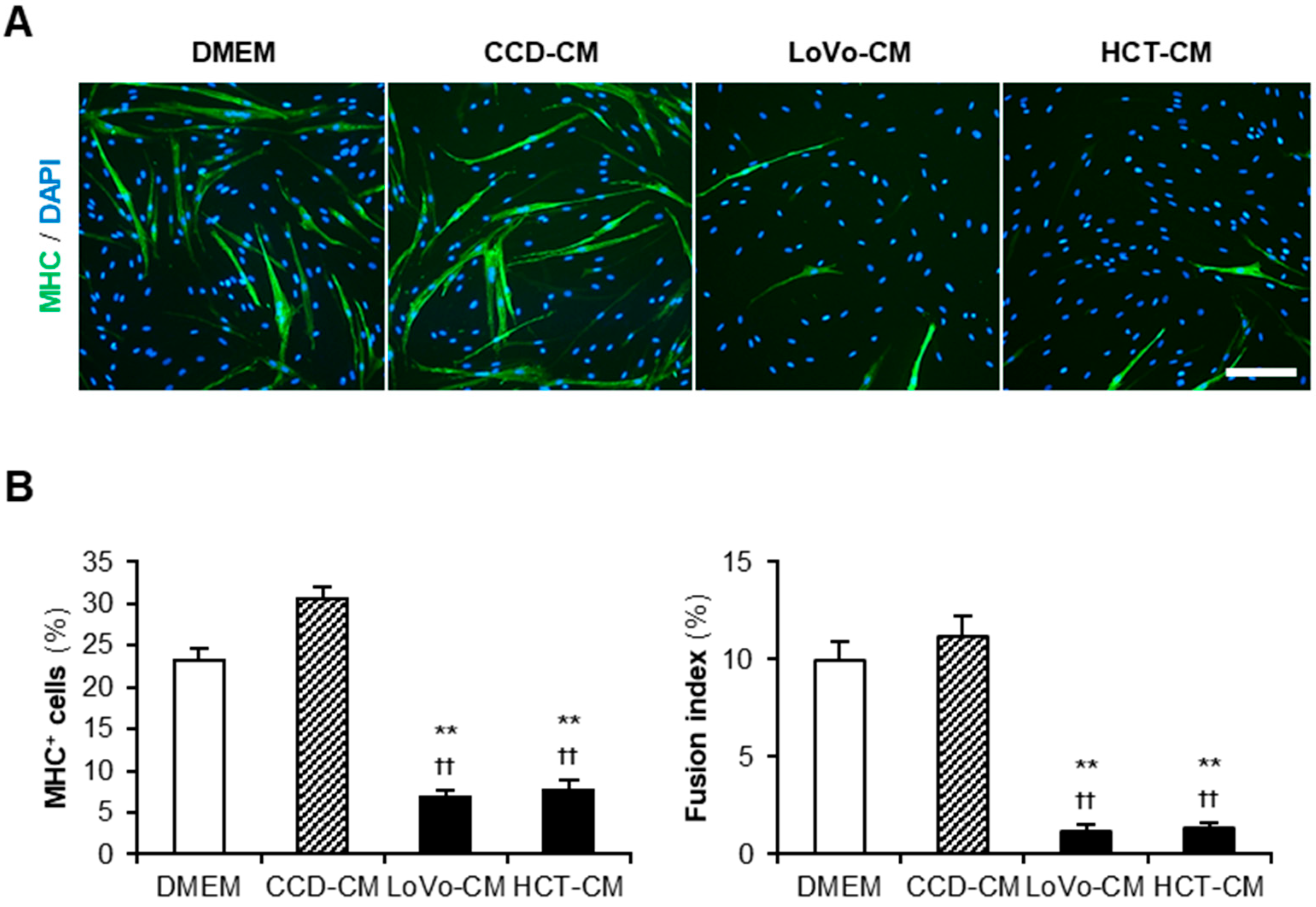 Muscles 01 00012 g001