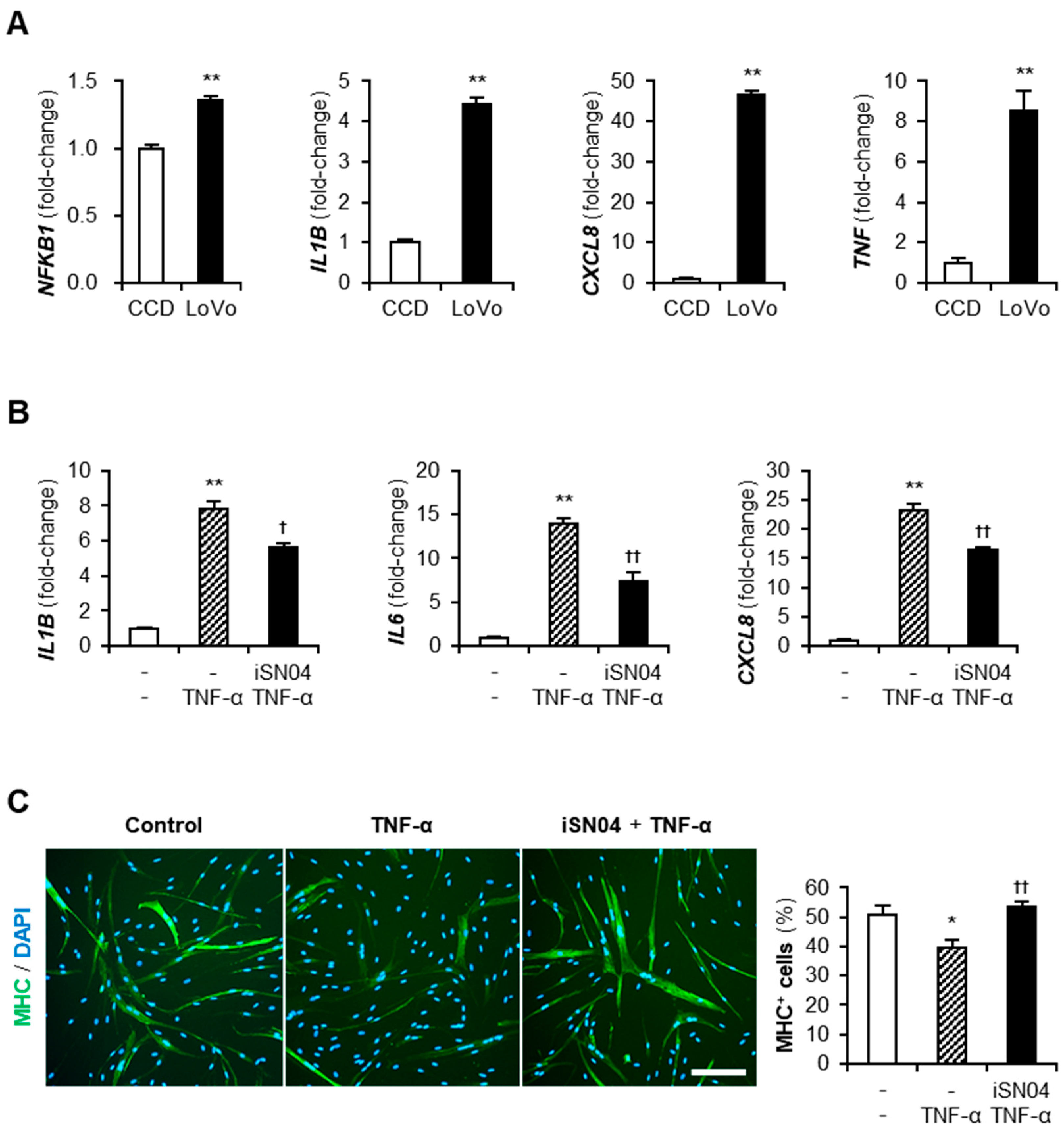 Muscles 01 00012 g004