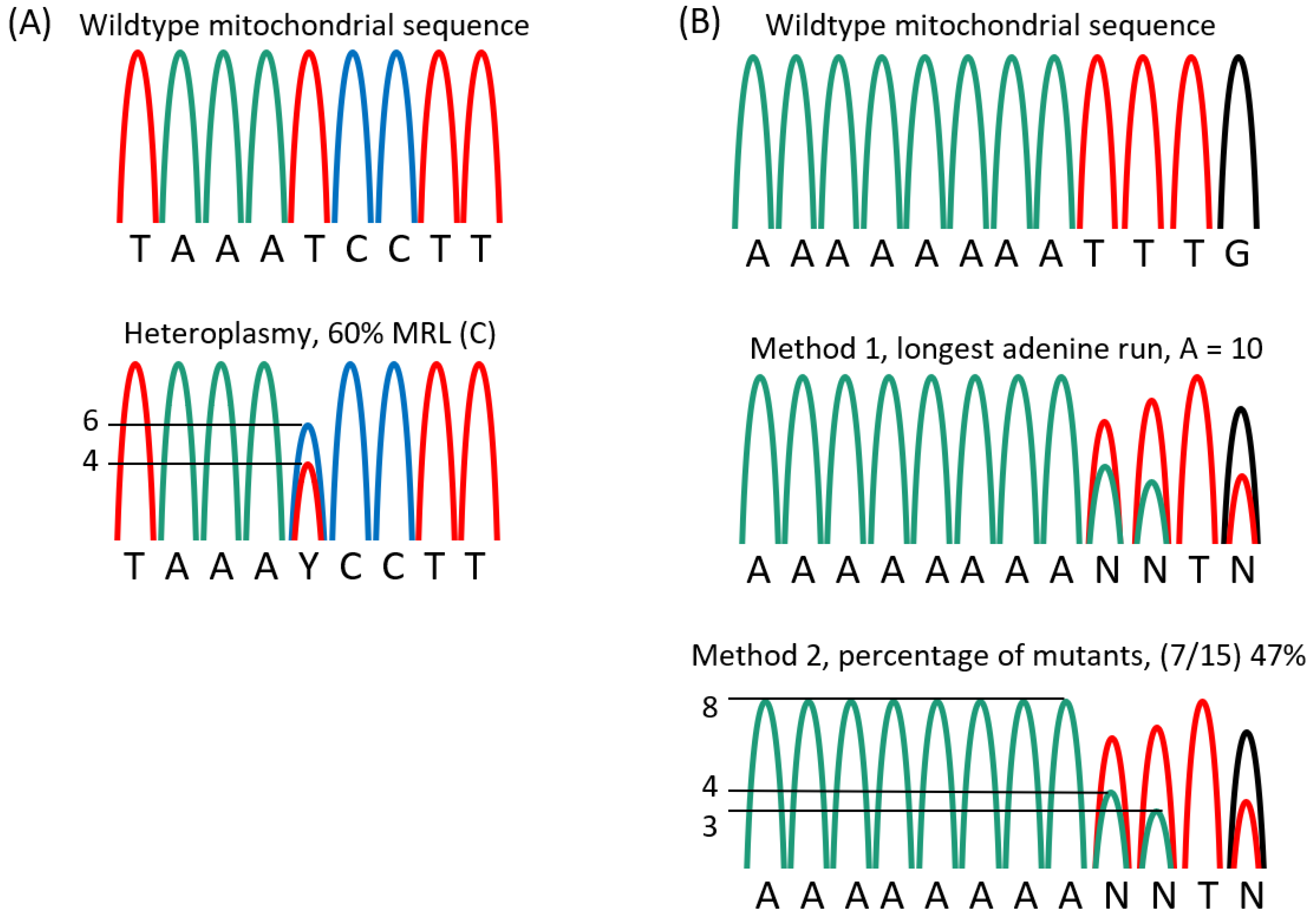Muscles 02 00005 g004