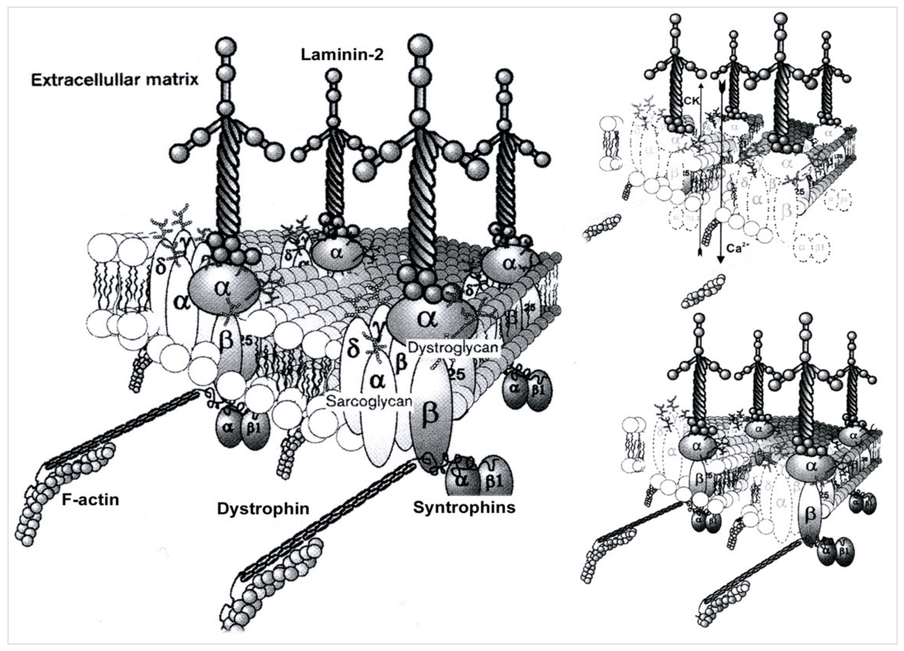 Muscles 02 00012 g001 Muscles 02 00012 g001