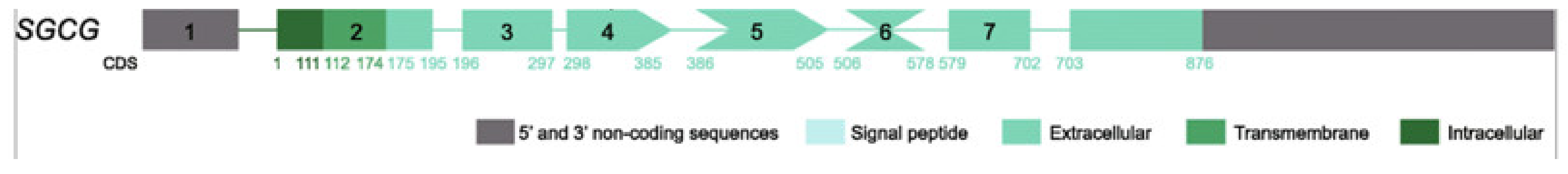 Muscles 02 00012 g003 Muscles 02 00012 g003