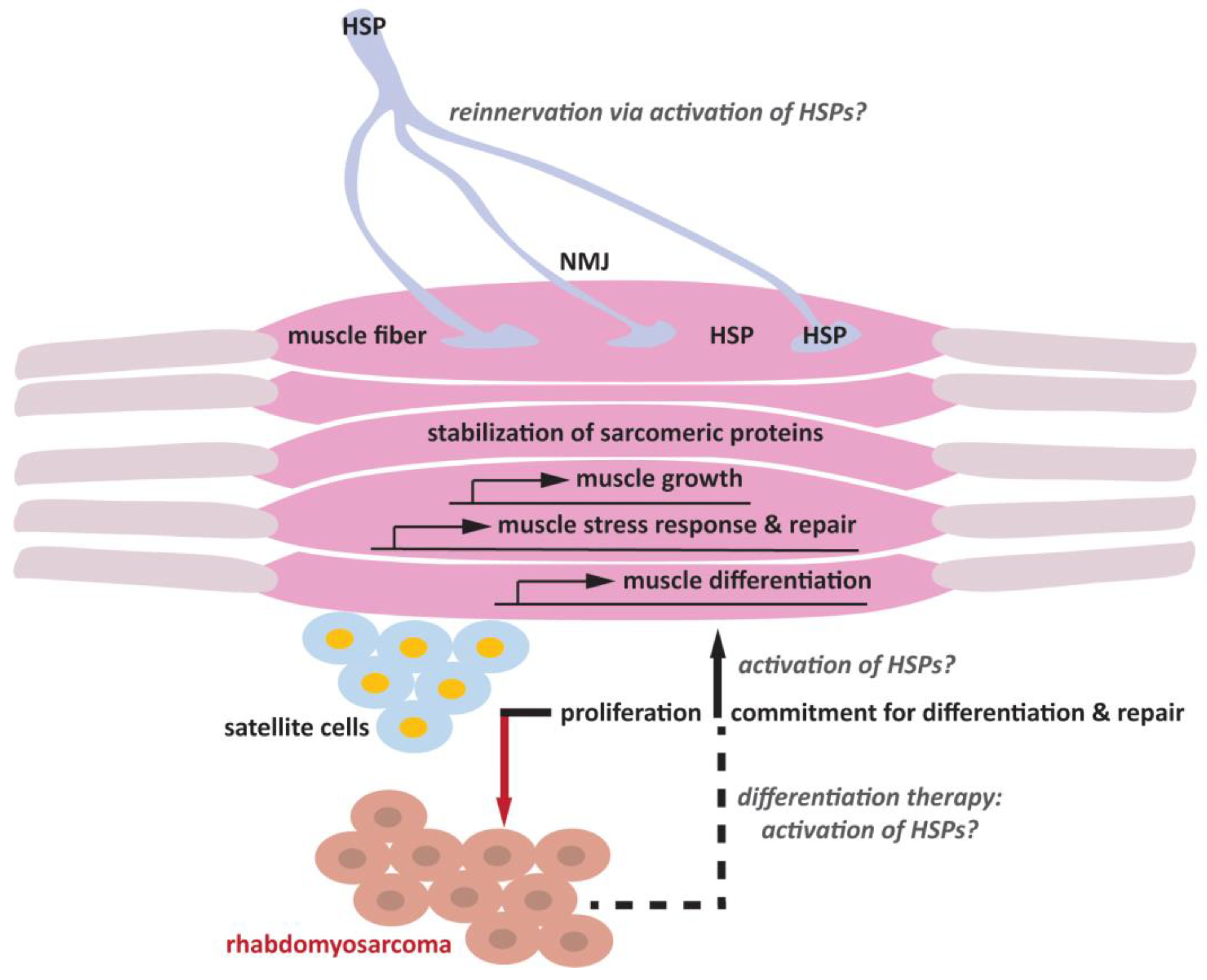 Muscles 02 00014 g001
